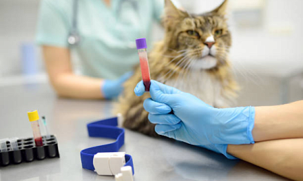 Сколько россияне готовы тратить на pet-анализы