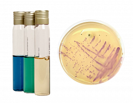 Продукция для микробиологического анализа Liofilchem (Италия) в Краснодаре