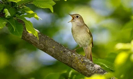 Актуальные вопросы медицины. Соловьиный край